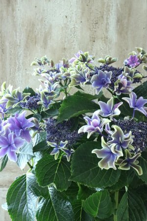 画像2: 秋色紫陽花 "月虹~げっこう~ ブルー" No.4 16cmポット 