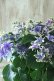 画像2: 秋色紫陽花 "月虹~げっこう~ ブルー" No.4 16cmポット  (2)