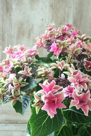 画像2: 秋色紫陽花 "月虹~げっこう~ ピンク" No.2 16cmポット 