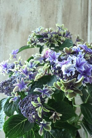 画像2: 秋色紫陽花 "月虹~げっこう~ ブルー" No.3 16cmポット 