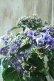 画像2: 秋色紫陽花 "月虹~げっこう~ ブルー" No.3 16cmポット  (2)