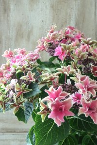 秋色紫陽花 "月虹~げっこう~ ピンク" No.2 16cmポット 