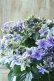 画像2: 秋色紫陽花 "月虹~げっこう~ ブルー" No.5 16cmポット  (2)