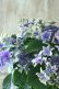 画像8: 秋色紫陽花 "月虹~げっこう~ ブルー" No.4 16cmポット 