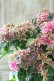 画像3: 秋色紫陽花 "月虹~げっこう~ ピンク" No.1 16cmポット 