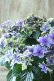 画像6: 秋色紫陽花 "月虹~げっこう~ ブルー" No.5 16cmポット 