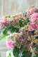 画像1: 秋色紫陽花 "月虹~げっこう~ ピンク" No.1 16cmポット  (1)