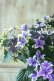 画像8: 秋色紫陽花 "月虹~げっこう~ ブルー" No.2 16cmポット 