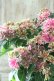 画像2: 秋色紫陽花 "月虹~げっこう~ ピンク" No.1 16cmポット  (2)