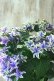 画像3: 秋色紫陽花 "月虹~げっこう~ ブルー" No.2 16cmポット 