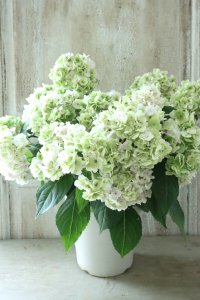 秋色山紫陽花 "伊予獅子てまり" 15cmポット