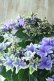 画像5: 秋色紫陽花 "月虹~げっこう~ ブルー" No.5 16cmポット 