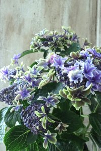 秋色紫陽花 "月虹~げっこう~ ブルー" No.3 16cmポット 