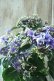 画像1: 秋色紫陽花 "月虹~げっこう~ ブルー" No.3 16cmポット  (1)