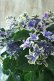 画像3: 秋色紫陽花 "月虹~げっこう~ ブルー" No.4 16cmポット 