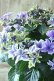 画像7: 秋色紫陽花 "月虹~げっこう~ ブルー" No.5 16cmポット 