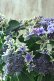 画像3: 秋色紫陽花 "月虹~げっこう~ ブルー" No.3 16cmポット 