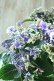 画像7: 秋色紫陽花 "月虹~げっこう~ ブルー" No.3 16cmポット 