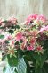 画像12: 秋色紫陽花 "月虹~げっこう~ ピンク" No.1 16cmポット 