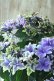 画像3: 秋色紫陽花 "月虹~げっこう~ ブルー" No.5 16cmポット 