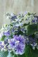 画像6: 秋色紫陽花 "月虹~げっこう~ ブルー" No.4 16cmポット 