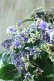 画像8: 秋色紫陽花 "月虹~げっこう~ ブルー" No.3 16cmポット 