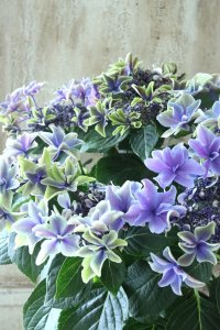 秋色紫陽花 "月虹~げっこう~ ブルー" No.5 16cmポット 