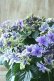 画像1: 秋色紫陽花 "月虹~げっこう~ ブルー" No.5 16cmポット  (1)