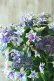 画像7: 秋色紫陽花 "月虹~げっこう~ ブルー" No.2 16cmポット 