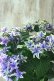 画像4: 秋色紫陽花 "月虹~げっこう~ ブルー" No.2 16cmポット 