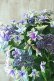 画像5: 秋色紫陽花 "月虹~げっこう~ ブルー" No.2 16cmポット 