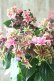 画像8: 秋色紫陽花 "月虹~げっこう~ ピンク" No.1 16cmポット 