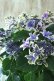 画像4: 秋色紫陽花 "月虹~げっこう~ ブルー" No.4 16cmポット 