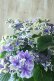 画像5: 秋色紫陽花 "月虹~げっこう~ ブルー" No.4 16cmポット 
