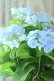 画像14: 山紫陽花 "空~くう~" 18cmポット