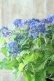 画像4: 山紫陽花 "紫水晶" 18cmポット