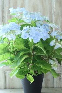 山紫陽花 "空~くう~" 18cmポット