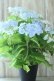 画像1: 山紫陽花 "空~くう~" 18cmポット (1)