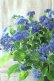 画像5: 山紫陽花 "紫水晶" 20cmポット