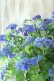 画像6: 山紫陽花 "紫水晶" 20cmポット