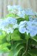 画像13: 山紫陽花 "空~くう~" 18cmポット