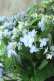 画像4: 山紫陽花 "剣の舞" 18cmポット