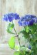 画像10: 山紫陽花 "紫水晶" 18cmポット