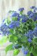 画像4: 山紫陽花 "紫水晶" 20cmポット
