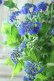 画像16: 山紫陽花 "紫水晶" 20cmポット