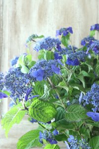 山紫陽花 "紫水晶" 20cmポット