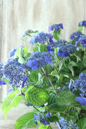 画像2: 山紫陽花 "紫水晶" 20cmポット