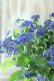 画像2: 山紫陽花 "紫水晶" 20cmポット (2)