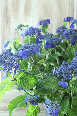 画像2: 山紫陽花 "紫水晶" 20cmポット
