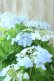 画像3: 山紫陽花 "空~くう~" 18cmポット